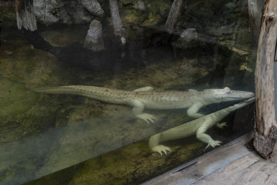 Alligator d'Amérique Albinos (Alligator mississippiensis)